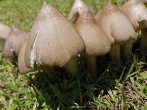 Champignons de Termites Séchés Premium Naturels Sains Comestibles Vente en Gros OEM ODM Fournisseur Vietnamien Mme Nancy Ho Chợ Chi Minh - Product Image 1