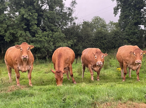 Bovins vivants du Limousin pour la distribution en gros et le commerce international Afrique du Sud NMF (PVT) LTD - Product Image 5