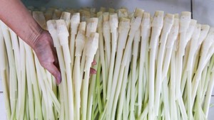 Crunchy <b>Sweet</b> and <b>Sour</b> Pickled Bulrush Stem in Jar Natural Vietnamese Preserved Vegetable - Product Image 3