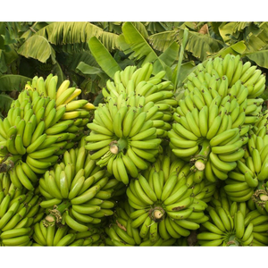 Bananes Cavendish vertes, produits frais de ferme de qualité supérieure pour la production de chips, la cuisine et la vente en gros - Product Image 3