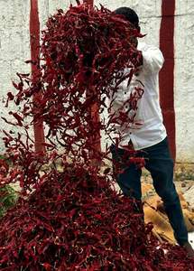 Pimientos rojos enteros secos – Capsicum annuum de primera calidad, duración de 12 a 18 meses, secados al sol para un sabor vibrante - Product Image 3