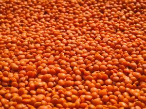 Masoor Dal Séché en Gros, Purité 98%, Teneur en Humidité Max. 12-14% - Product Image 3