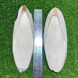 Hueso de Sepia Seco Entero Natural Bajo en Sal, Mariscos Premium Ricos en Proteínas, Vietnam Ba Ria-Vung Tau, Grado 1, Paquete a Granel 40cm+ 2 - Product Image 4