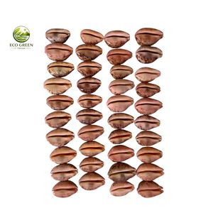 เปลือกหอยลายเสือขัดเงา ยี่ห้อ Leporicypraea Mappa S Cypraea Argus Eyed ของแท้จากเวียดนาม สำหรับงานฝีมือและของตกแต่ง ขายส่งจากโรงงาน - Product Image 2