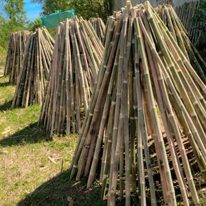 Natural and Sustainable <b>Bamboo</b> <b>Stick</b> for Garden/ <b>Bamboo</b> <b>Stick</b> Flower Supporting Made in Vietnam by Eco2go - Product Image 6