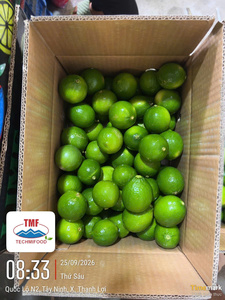มะนาวไร้เมล็ดสดจากเวียดนาม – เปลือกสีเขียวสดใส รสเปรี้ยวฉ่ำ สำหรับผู้นำเข้าในมาเลเซีย - Product Image 1