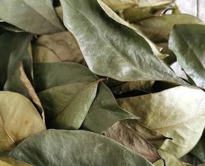 Dried Soursop Leaves Black <b>Tea</b> Organic Non-Sugar Grade a Vacuum Packaging Bulk Export Vietnam Soursop Leaves <b>Tea</b> - Product Image 3