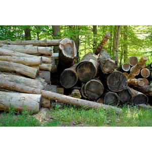 Troncos Cuadrados Aserrados a Granel, Madera Dura de Alta Resistencia y Durabilidad para Mercados de Exportación - Product Image 6