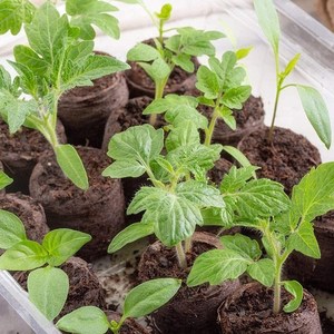 Discos de Turba de Coco Orgánica OVERSEAS para Hidroponía, Alta Retención de Agua, Agricultura Ecológica, Horticultura y Jardinería - Product Image 6