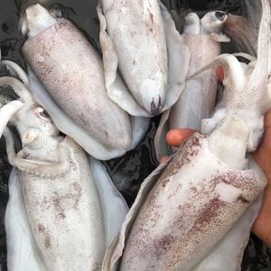 Calamar Congelado de Grado de Exportación con Calidad y Frescura Consistentes, Especificación U3, Estándares de la UE - Product Image 2
