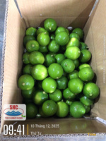 Exportkwaliteit pitloze limoen – Vietnam origine, sappig en pitloos, perfect voor wereldwijde distributie