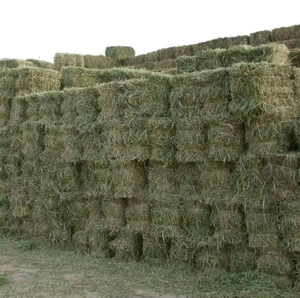 Foin d'alfalfa vert haché pour l'alimentation animale, enrichi en minéraux essentiels et en nutriments 100 % naturels, offrant un foin d'alfalfa frais - Product Image 3