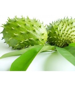 ทุเรียนเทศ (กราวิโอลา) สดจากเวียดนาม – ผลไม้เมืองร้อนคุณภาพพรีเมียมสำหรับส่งออก // คุณทอม - Product Image 5