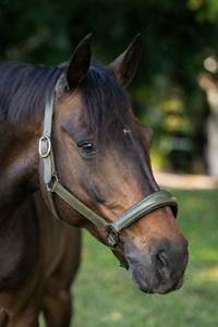 Muserolle en cuir pour cheval avec collier réglable, harnais anti-ébavurage et anti-mastication pour chevaux - Product Image 5