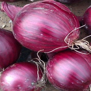 Cebolla Roja Fresca de Primera Calidad, Ideal para Ensaladas, Cocina, Encurtido y Exportación a Compradores Internacionales - Product Image 1
