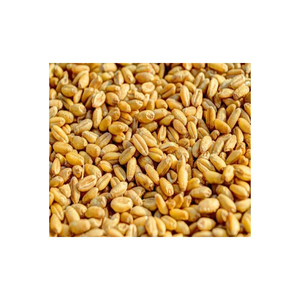 Blé en Grains de Qualité Supérieure en Gros – Approvisionnement en Vrac de Qualité Alimentaire – Stock Prêt à l'Exportation - Product Image 1