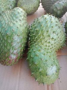 ทุเรียนเทศ (กราวิโอลา) สดจากเวียดนาม – ผลไม้เมืองร้อนคุณภาพพรีเมียมสำหรับส่งออก // คุณทอม - Product Image 2