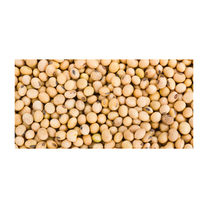 ถั่วเหลืองจำนวนมากพร้อมจำหน่าย คุณภาพพรีเมียม โปรตีนสูง - Product Image 1
