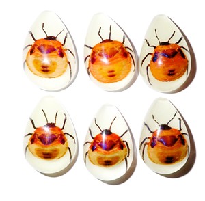 Cabujón de plástico con espécimen real de insecto floral, corte en forma de pera, parte superior de 33x22 mm, base plana brillante para manualidades y fabricación de joyas - Product Image 5