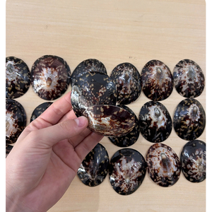 Coquille de Lepisma ronde naturelle faite à la main, véritable coquillage décoratif, fournisseur en gros - Product Image 4