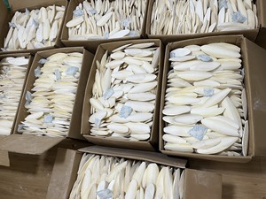 Produit phare : Os de seiche pur et durable, de haute qualité, très tendance, riche en calcium, jouet minéral pour oiseaux, direct usine - Product Image 6