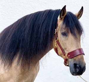 Cabestro para Caballo de la Mejor Calidad, de Nailon PP con Accesorios de Acero Inoxidable, en Colores Personalizados, a Bajo Precio, del Mejor Proveedor Indio - Product Image 3
