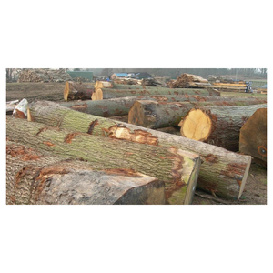 High Quality Oak Hardwood <b>Logs</b> with Excellent Resistance to Wear and Long Service Life Performance - Product Image 2