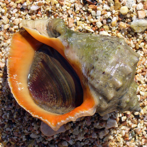 Operculum de Murex Natural del Reino Unido, Artesanías del Mar, Mejor Precio - Product Image 5