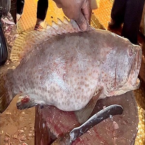 Poisson de mer entier congelé (Grouper brun) IQF, emballé sous vide, en vrac pour les acheteurs internationaux et la distribution alimentaire - Product Image 4