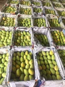 99 gold data <b>Fresh</b> <b>Mangoes</b> Harvested From Vietnam Farms for Direct Consumption and Juice Processing - Product Image 5