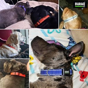 Neo Padded Reflective Dog <b>Collar</b> OEM ODM Custom Logo Adjustable Comfortable Pet <b>Collar</b> Direct Manufacturer - Product Image 3