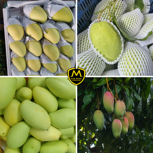Mango Fresco Vietnamita Premium _ Suministro al por Mayor para Importadores y Distribuidores Globales - Product Image 4