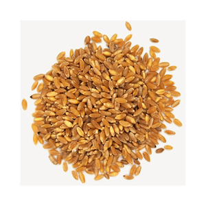 Granos de trigo a precio de fábrica, trigo de primera calidad al por mayor, envío a granel listo para enviar - Product Image 4