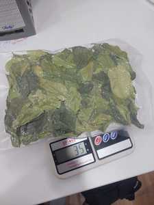 Hojas de Limón Kaffir Frescas Premium 100% Naturales, Grado Alimenticio, Venta al por Mayor, OEM, Marca Privada, Proveedor de Vietnam, 12 Meses de Vida Útil - Product Image 5