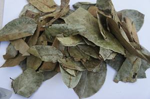 Hojas de Guanábana Secas de Alta Calidad de Vietnam, Precio Competitivo, Marca Viet Delta, Producto Agrícola - Product Image 4