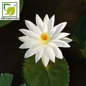 Aceite de Flor de Loto Blanco, Extracto Floral Premium para Perfumes, Cosméticos y Cuidado Personal - Product Image 1