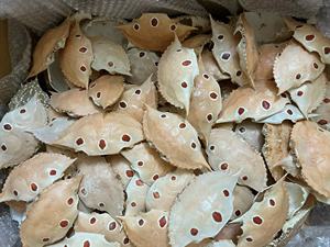 Wholesale Bulk Packaged <b>Crab</b> Shell Seashell Material for Artful Painted <b>Decorations</b> Natural Crafts and Food Stuff Farci - Product Image 6