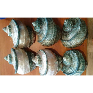 เปลือกหอยหยกเทอร์โบสีขาวธรรมชาติ สำหรับตกแต่ง เปลือกหอยทะเลขนาดใหญ่ เปลือกหอยเกลียวสีขาว เปลือกหอยสังข์ เปลือกหอยหยกเทอร์โบ เปลือกหอยทาก - Product Image 5