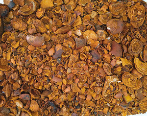 Cálculos Biliares de Buey Secos, Extracto Animal Premium - Product Image 3