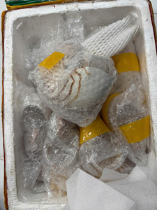 Coquille de Nautilus de Luxe à Chambres, Coquillage Naturel Décoratif pour la Maison, l'Hôtel, la Station Balnéaire, Décoration Côtière, Vente en Gros Vietnam - Product Image 4