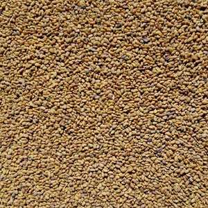 Graines d'alfalfa en gros pour la production de foin, le fourrage vert et les cultures de couverture - Meilleur prix - Vente en gros - Product Image 2