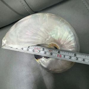 Concha de Nautilus Blanca Natural, Proveedor Mayorista de Conchas Marinas para Decoración del Hogar, Exhibición y Recuerdos - Product Image 1