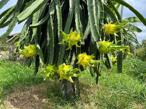Dragon <span class=keywords><strong>fruit</strong></span> jaune ODM <span class=keywords><strong>de</strong></span> haute qualité, norme d'exportation courante, frais, 100% naturel, OEM - Product Image 4