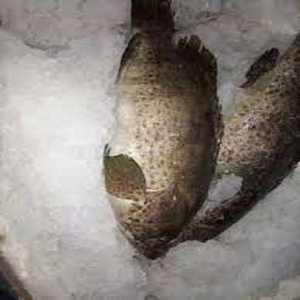 Filete de bacalao congelado de primera calidad, suministro a granel, listo para la venta al por mayor, calidad alimentaria, proveedor de exportación de confianza - Product Image 5