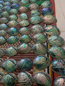 ชุดตกแต่งเปลือกหอยทะเลธรรมชาติจากเวียดนาม ทำมือ เป็นมิตรกับสิ่งแวดล้อม ขายดีที่สุด เหมาะสำหรับงาน DIY ตกแต่งบ้าน ของชำร่วยงานปาร์ตี้ สีฟ้า - Product Image 6
