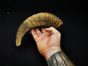 Cuernos de Shofar de Oveja con Acabado Natural, Empresa de Fabricación de Ágata - Product Image 2