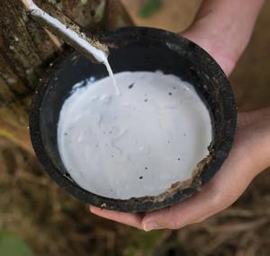 Látex líquido de caucho natural blanco de grado premium para guantes, globos, juguetes y aplicaciones industriales. - Product Image 2