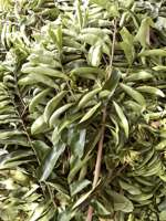 Daun Sirsak Kering Vietnam Laris Manis, Bahan Teh Herbal Alami, Daun Guanabana Grosir, Daun Graviola