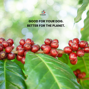 Coffee Wood Dog Chew Eco Friendly Pet Product for Dog Teeth Cleaning and Training - Product Image 6