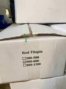 Tilapia entière vietnamienne à faible teneur en sel, surgelée IQF, de qualité commerciale, scellée sous vide, sans additifs, pour l'exportation en gros - Product Image 2
